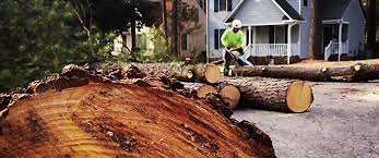 Enetai, WA Tree Removal Services Company